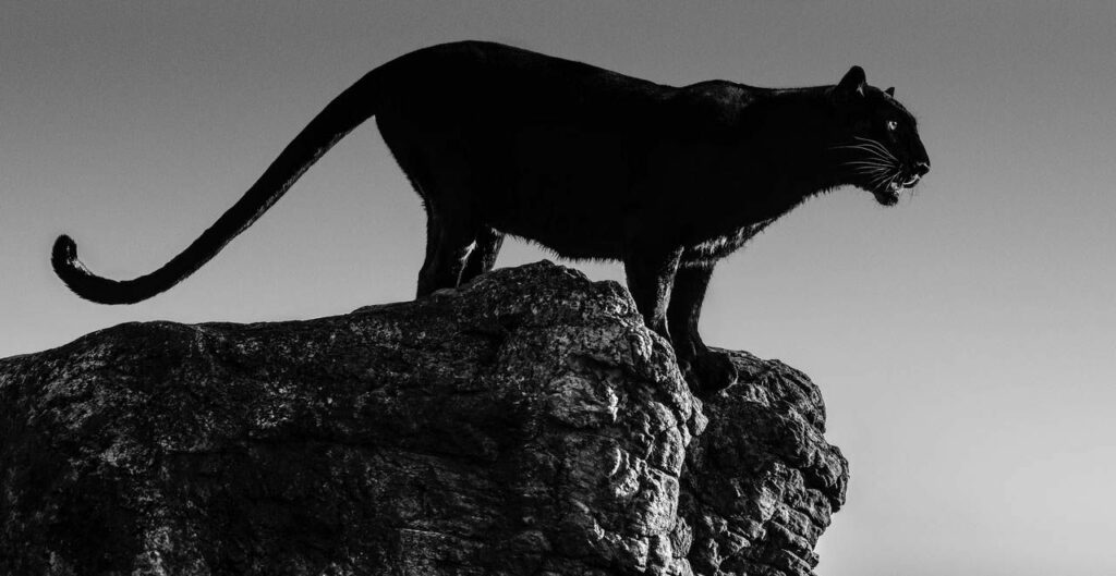 David Yarrow: Black Cat