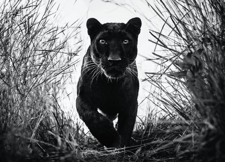 David Yarrow: Black Panther