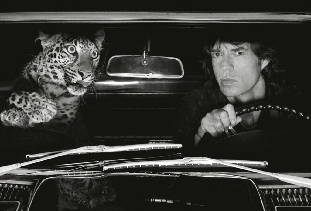 Albert Watson: Mick Jagger in Car with Leopard