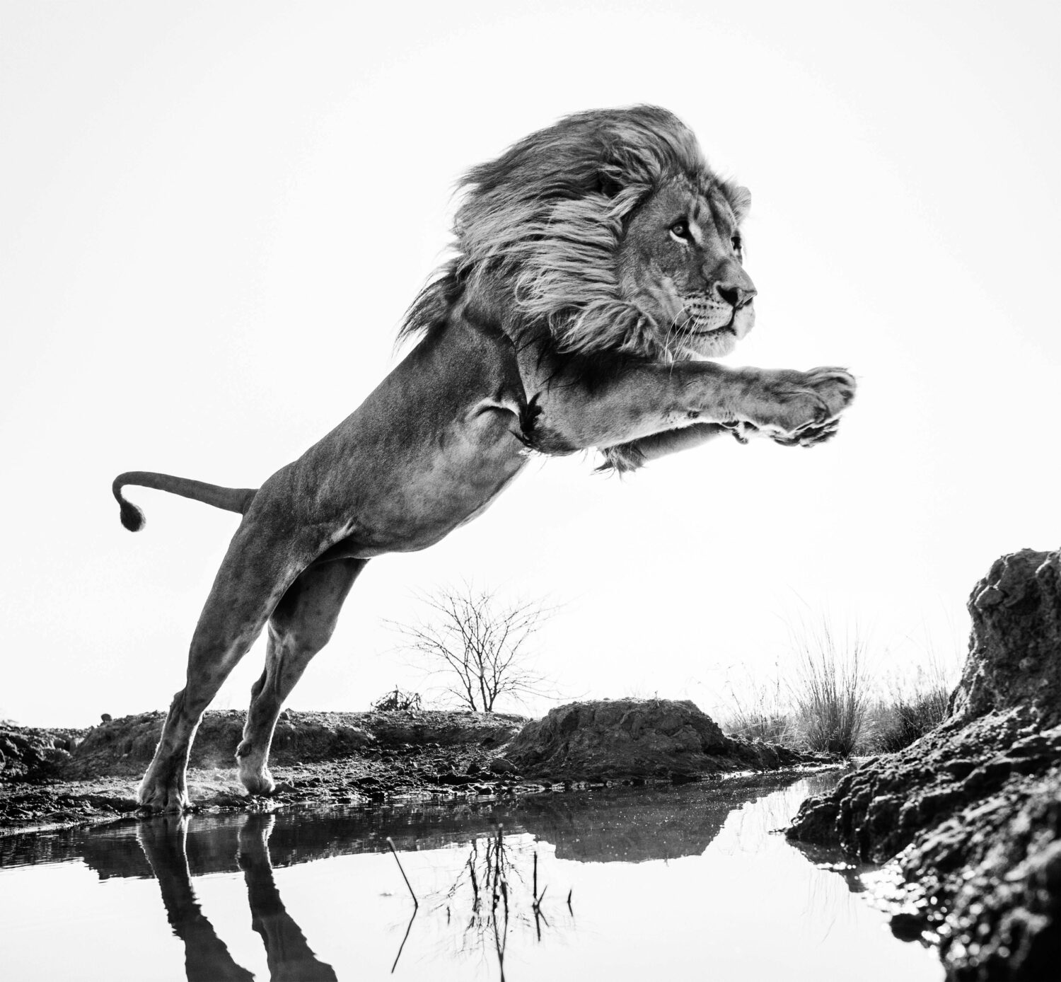 David Yarrow: Lion King