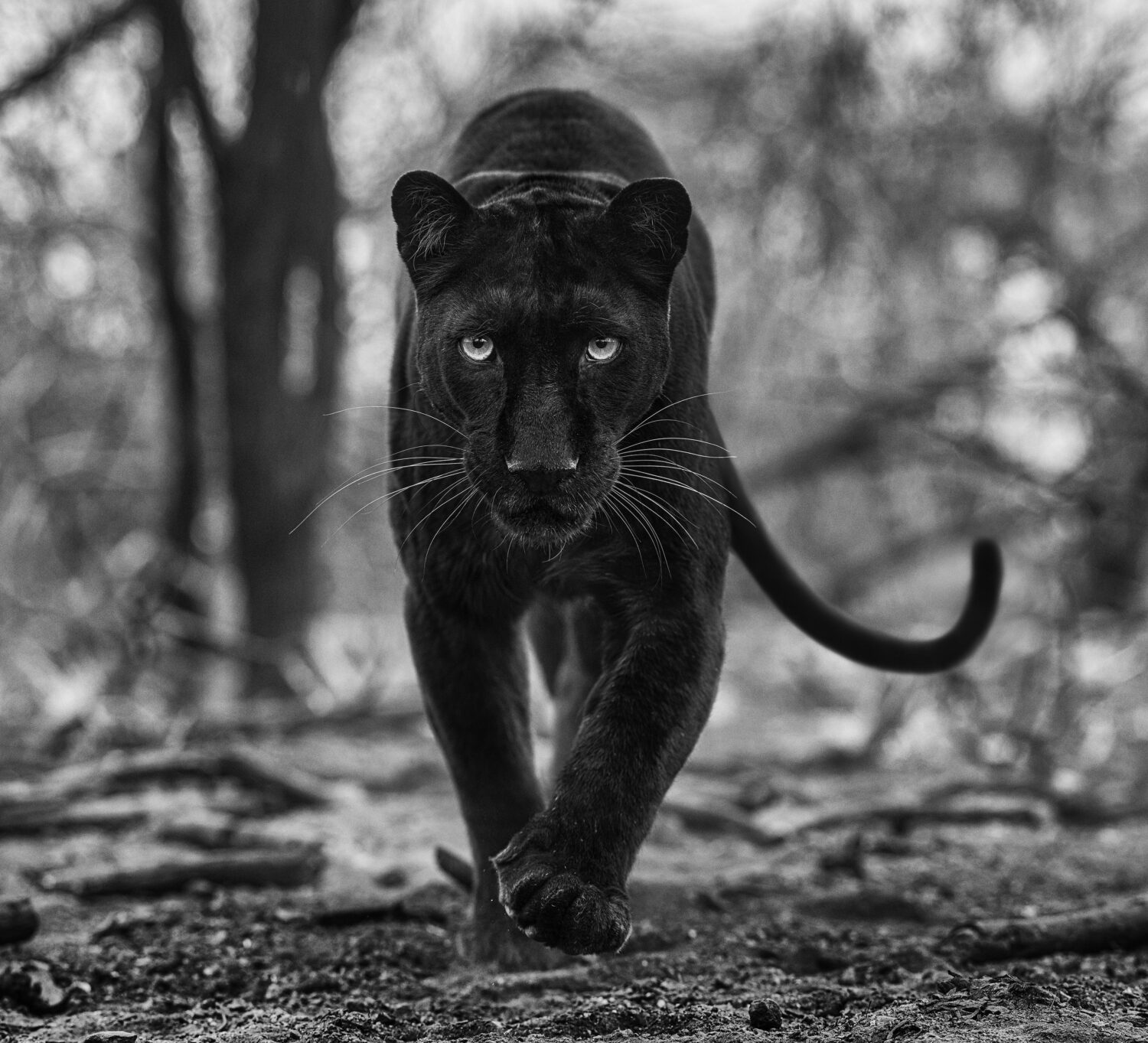 David Yarrow: Remains of the Day