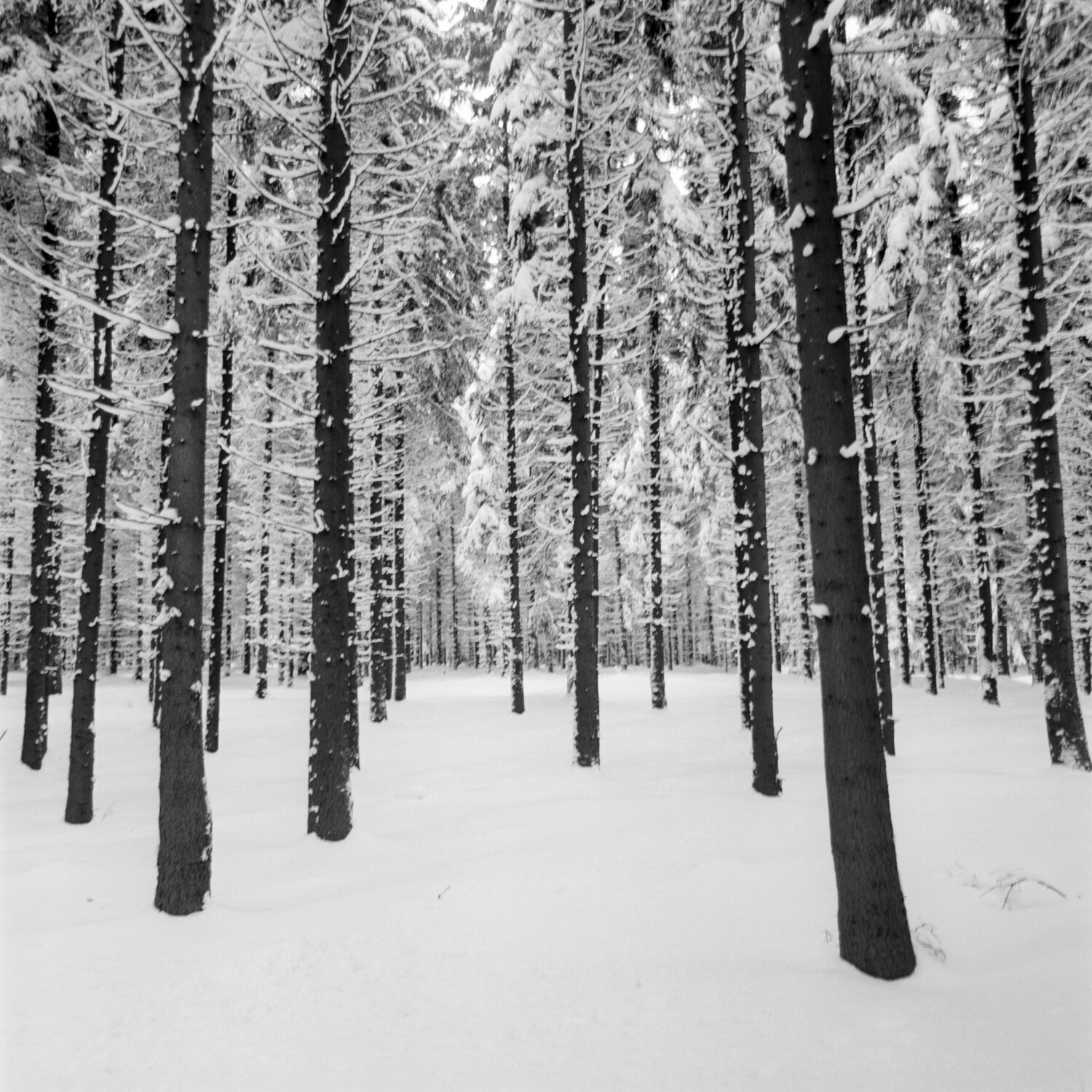 Thomas Billhardt: Wald im Winter