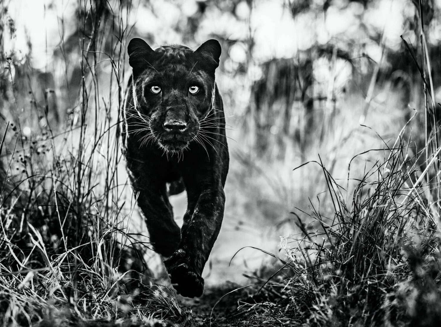 David Yarrow: The Black Panther Returns
