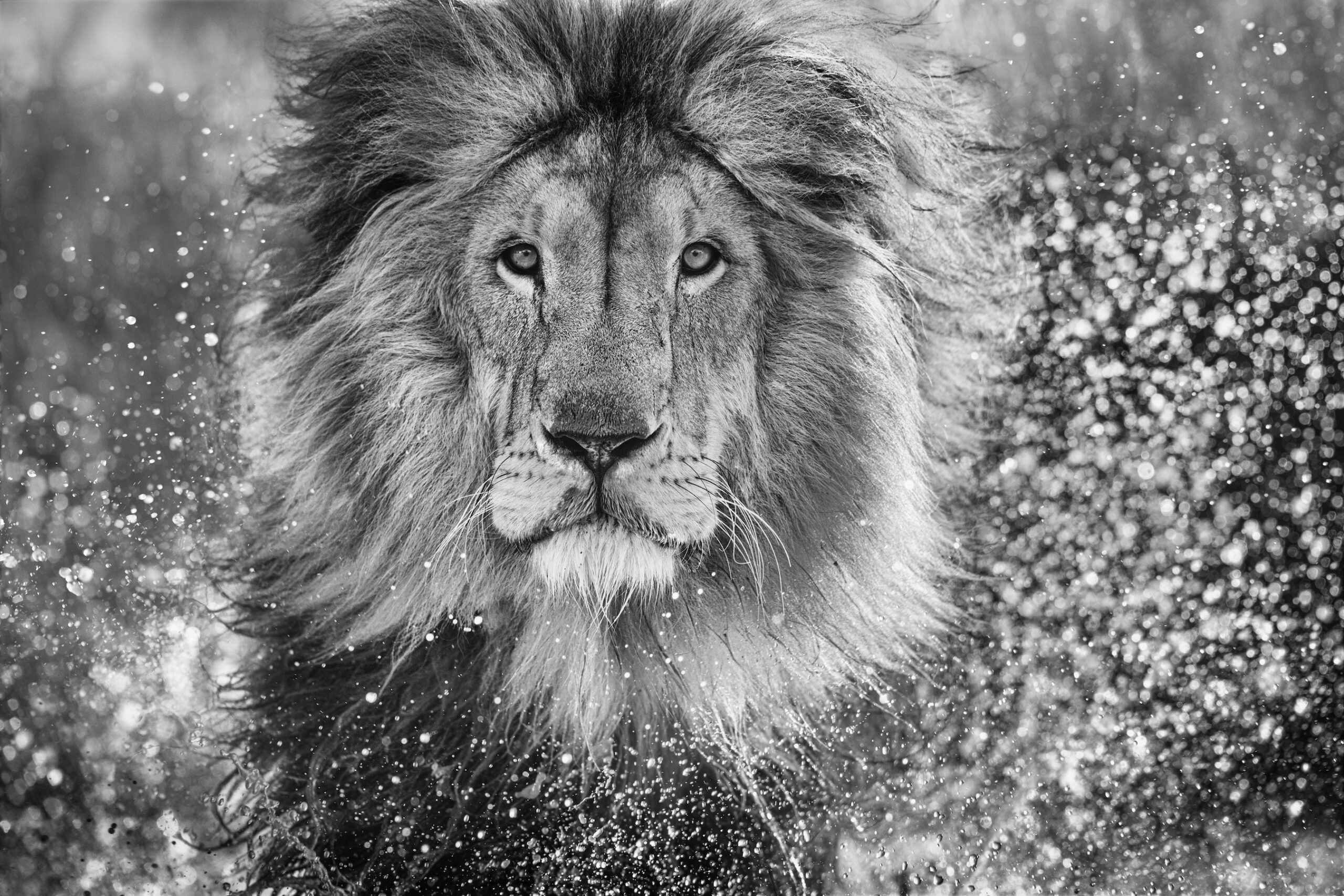 David Yarrow: Waterworld - CAMERA WORK