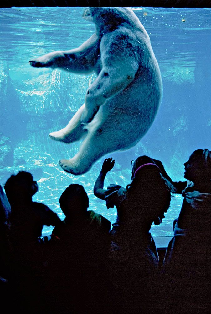 Thomas Hoepker: Polar Bear in New York Zoo