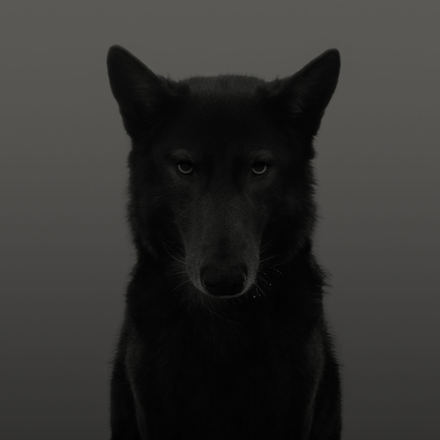 Dean West: Black Wolf