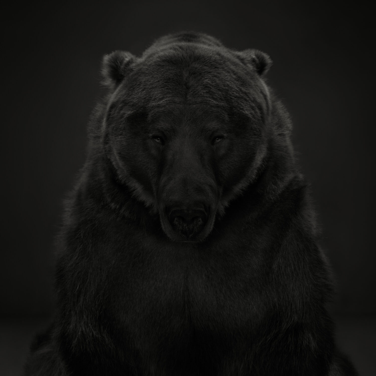 Dean West: Kodiak Bear #1