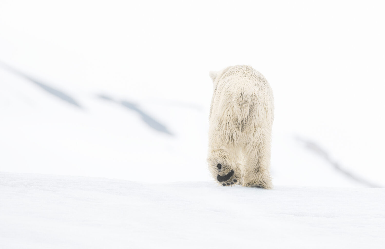 David Yarrow: 78 Degrees North (Colour)