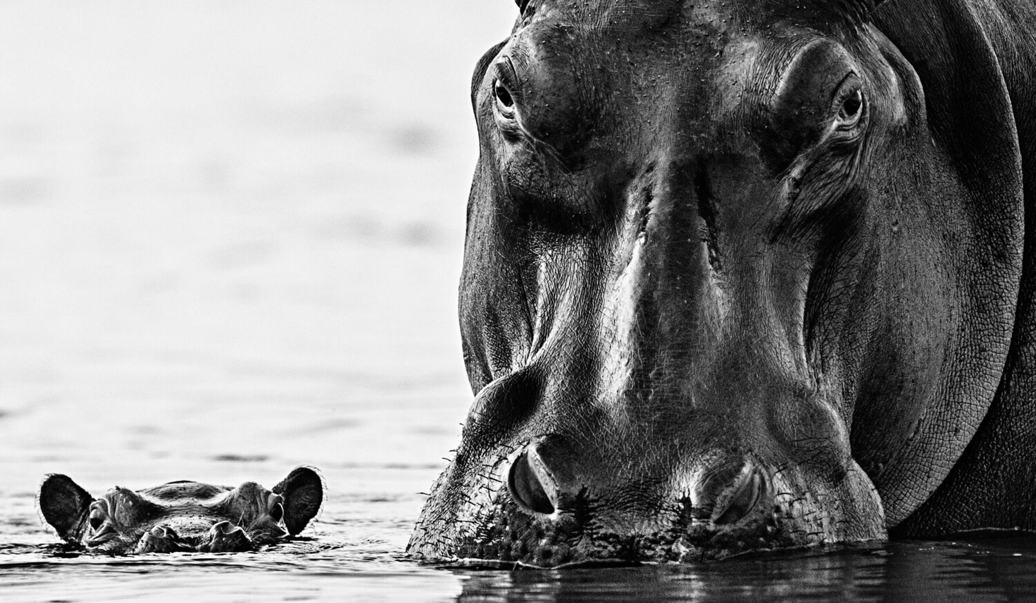 David Yarrow: No Nearer