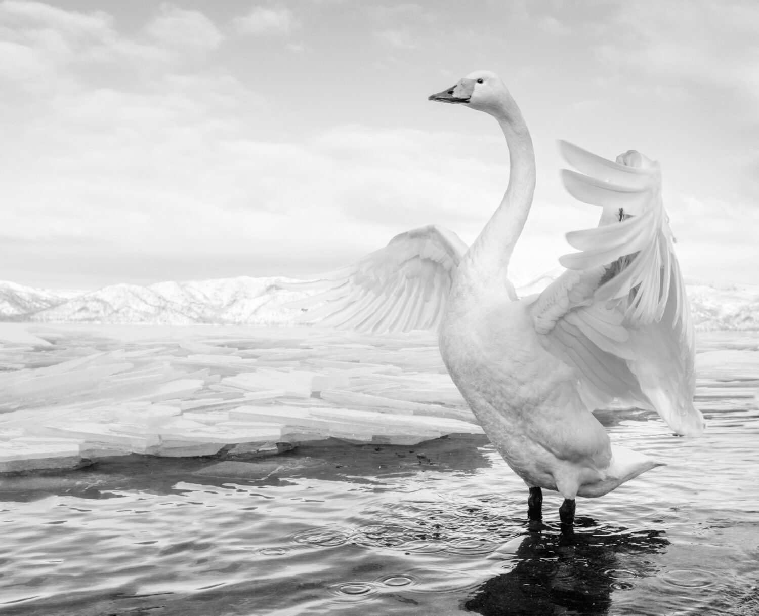 David Yarrow: Swan Lake