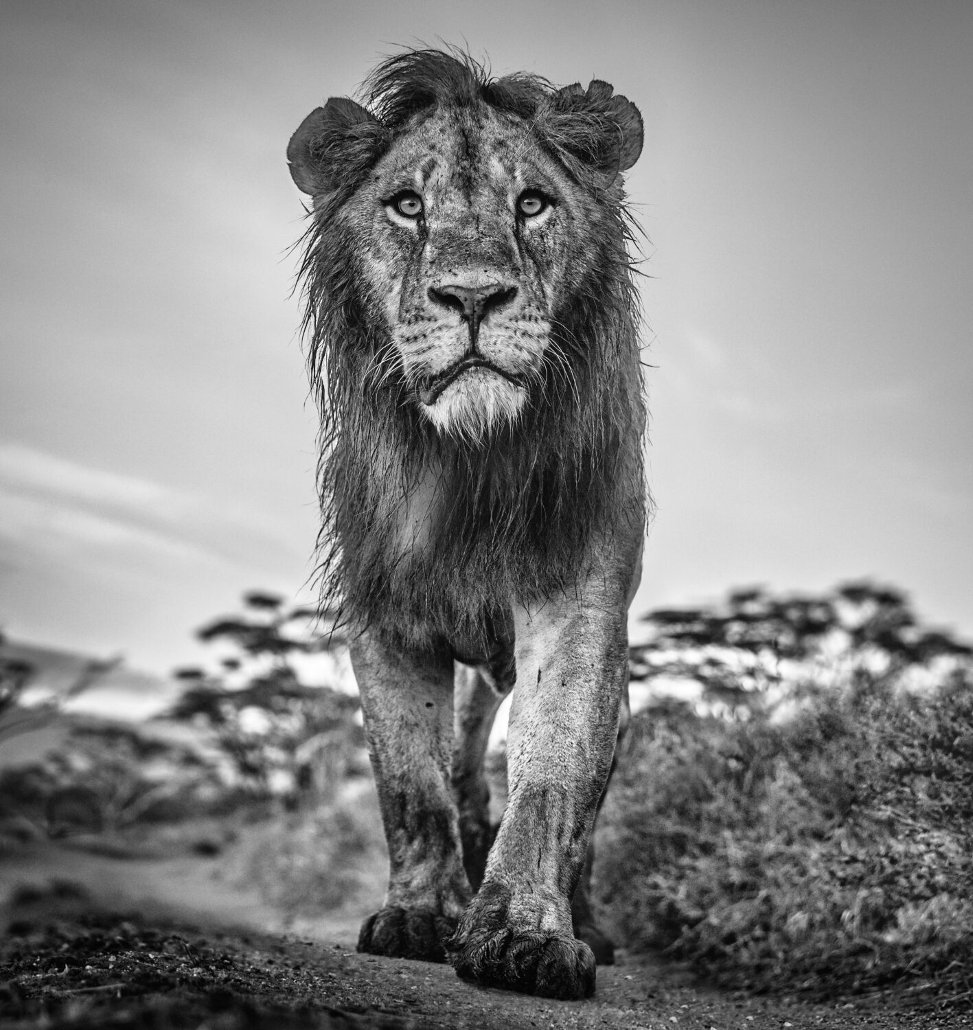 David Yarrow: The Morning Show