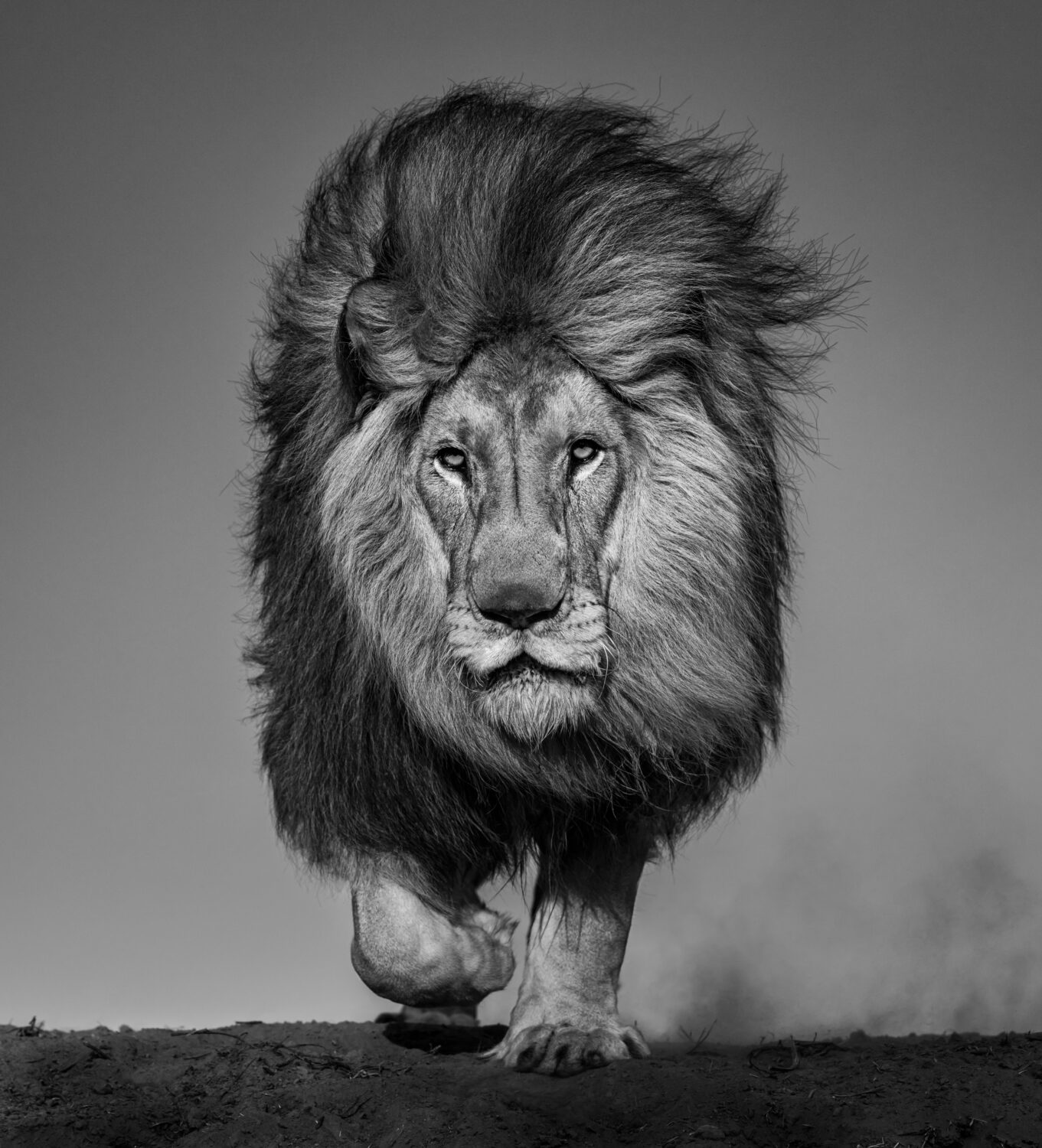 David Yarrow: Locked and Loaded