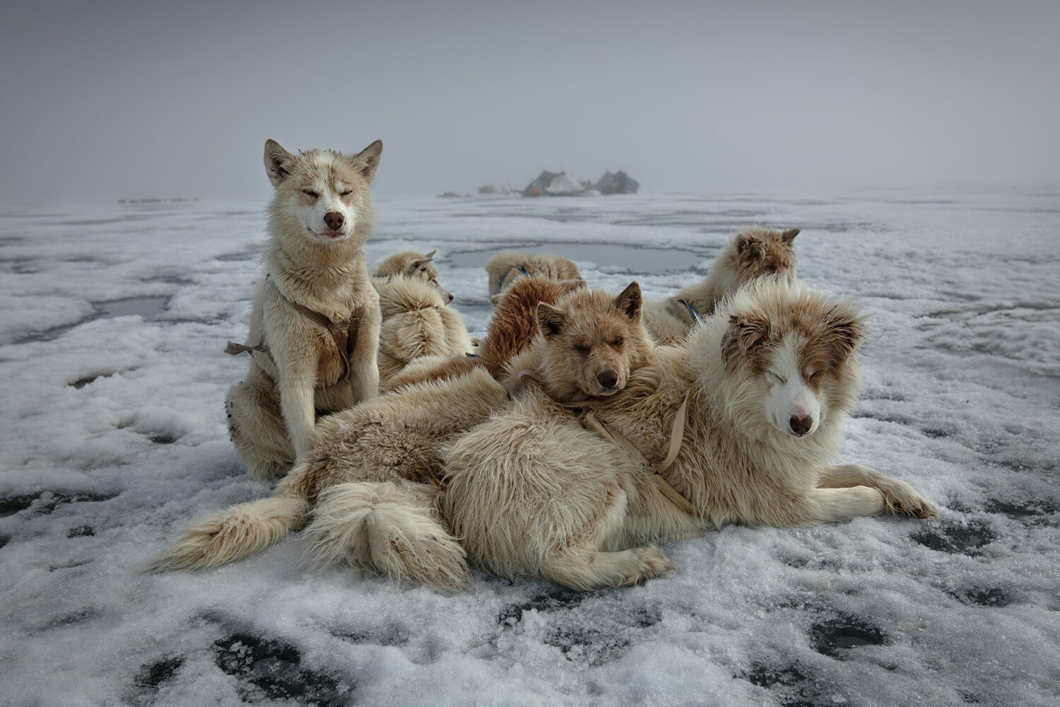 Sebastian Copeland: Qaanaaq Dogs Two