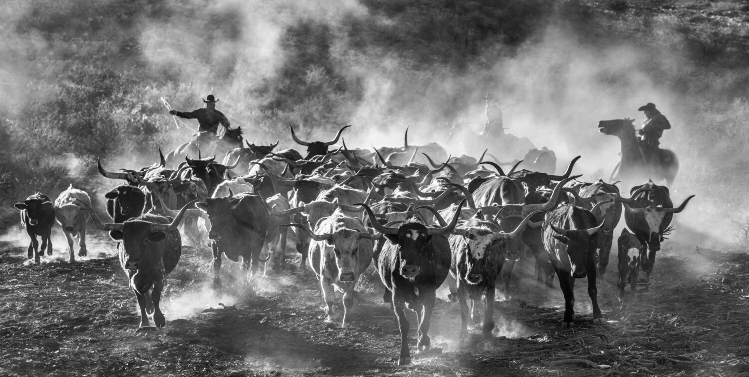 David Yarrow: Cattle Drive