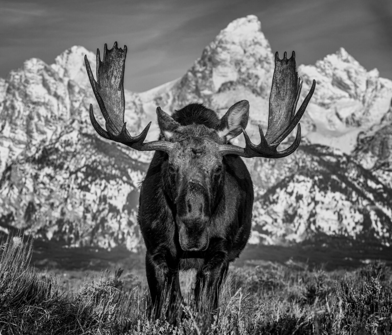 David Yarrow: The Big Moose