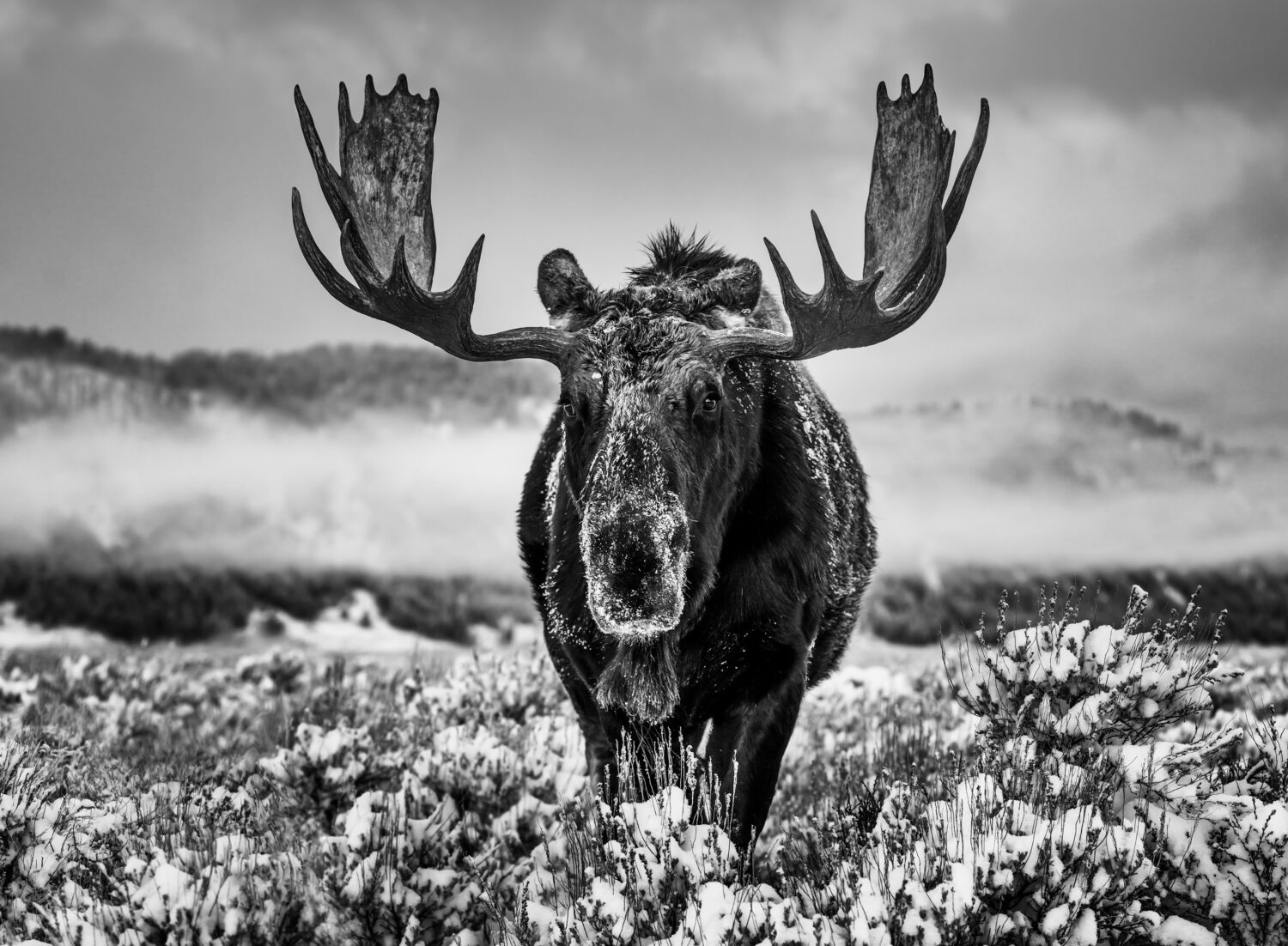 David Yarrow: The Winter Season