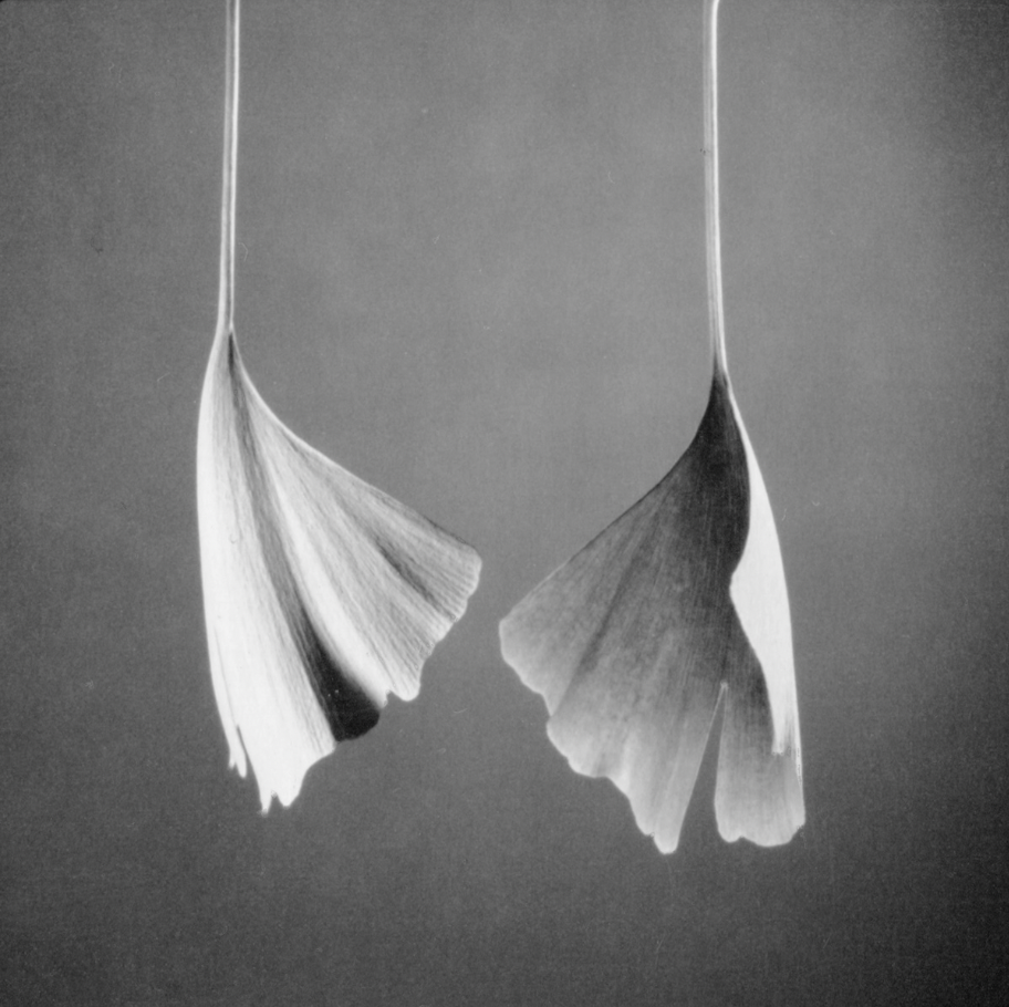 Jean-Baptiste Huynh: NATURE – Couple de Ginkgo