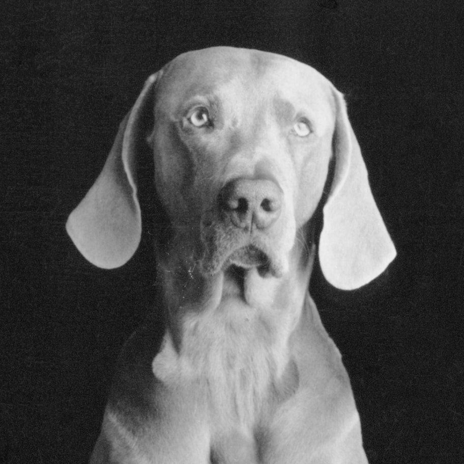 Jean-Baptiste Huynh: YEUX – William Wegman’s dog